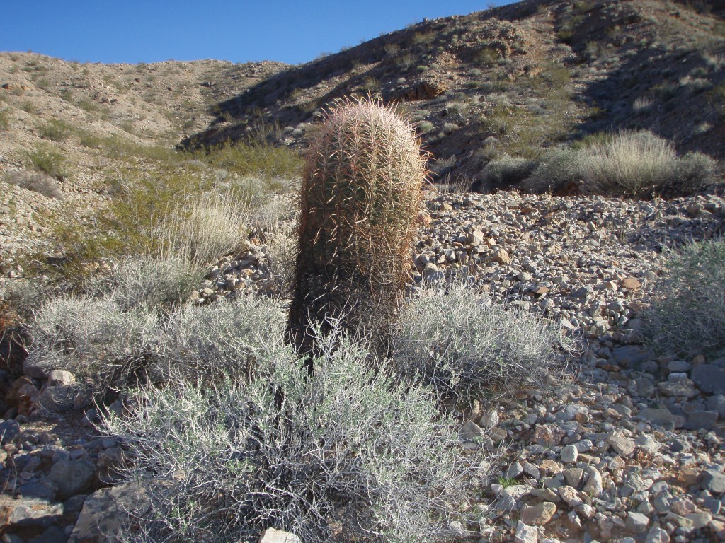 California Barrel Cactus